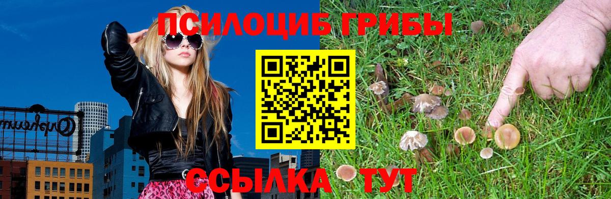 Котлас  Псилоцибиновые грибы Psilocybine cubensis  Вход с VPN 